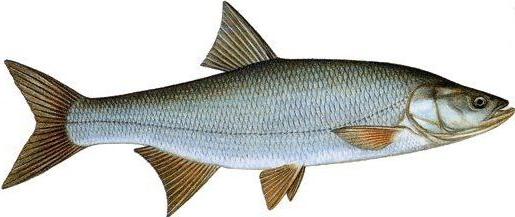 river fish of the carp family