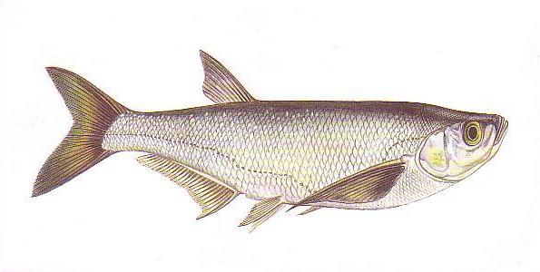 river fish of the carp family