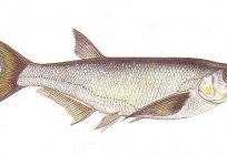 Невялікая прэснаводная рыба сямейства карповых: кожны рыбак жадае ведаць...