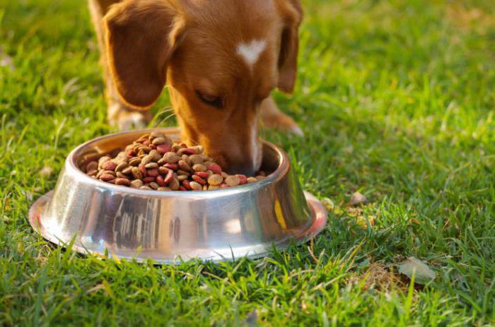 can you soak dry dog food with water