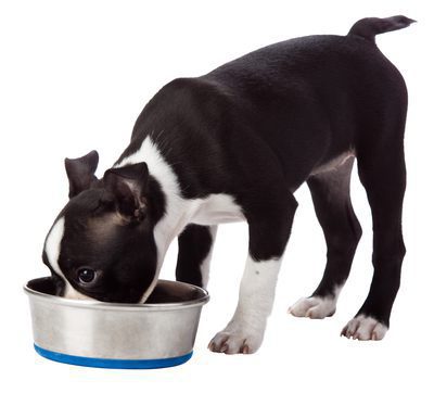 is it possible to soak dry food for dogs yogurt