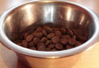 Can you soak dry dog food with water?
