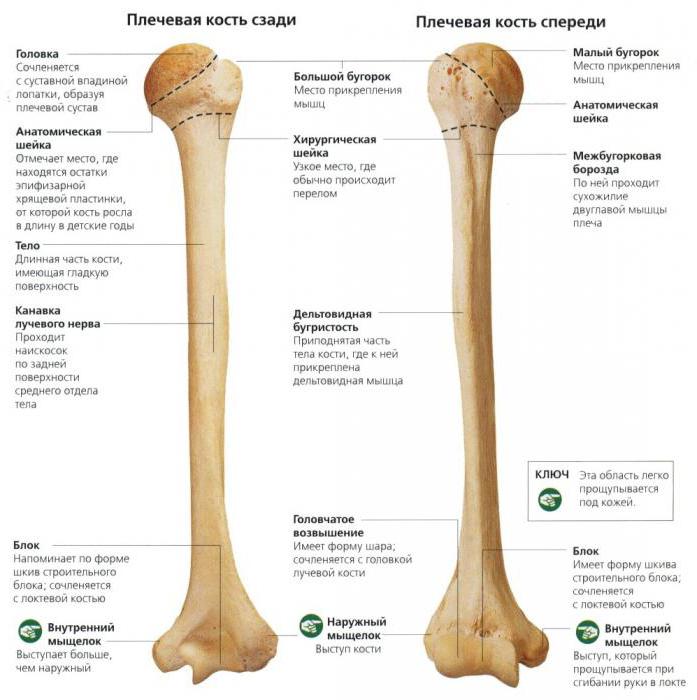 анатомія плечова кістка