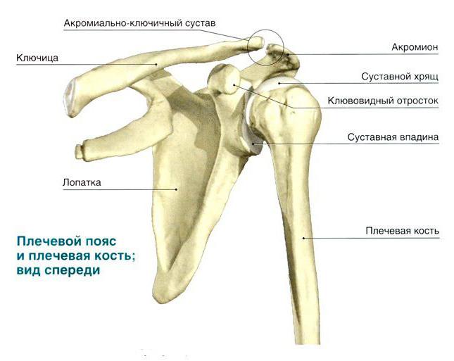 нормальна анатомія плечової кістки