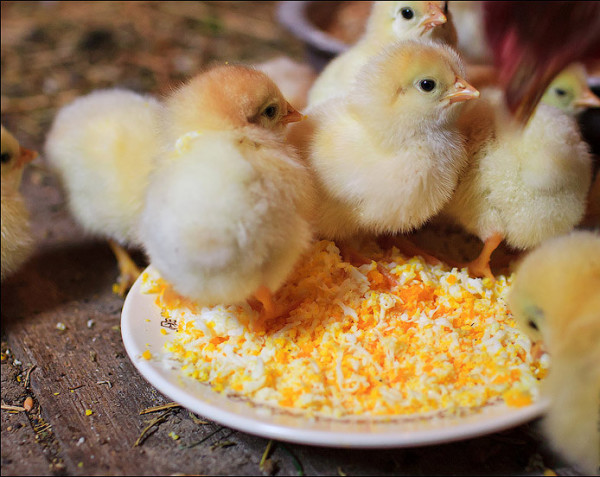 Feed si los pollos con la yema de huevo