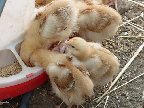 Wie man Hühner füttern