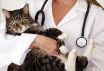 Vitafel drug for cats - when to use