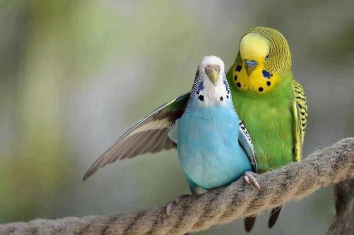 beslenme oluklu papağan
