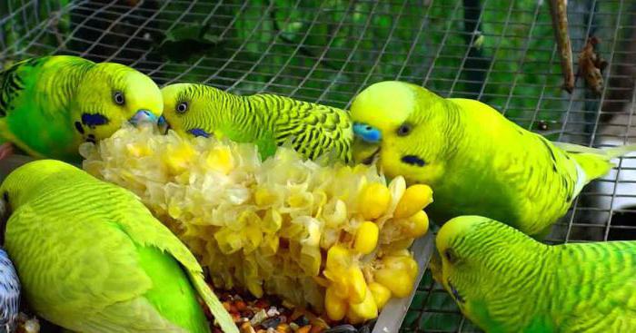 wavy papagaio alimentação