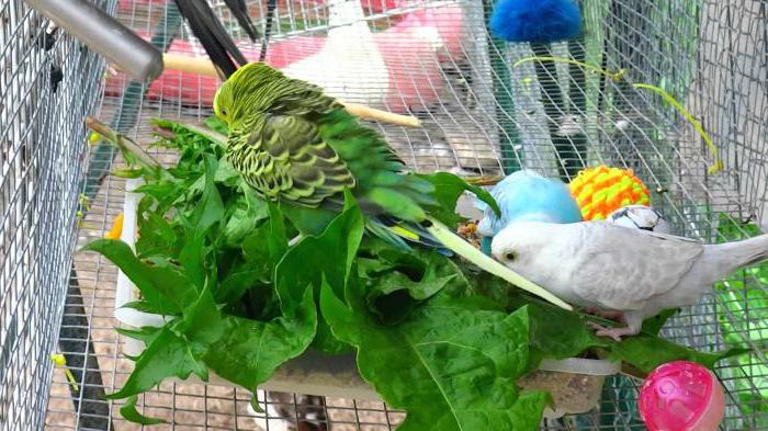 харчування хвилястих папуг в домашніх умовах