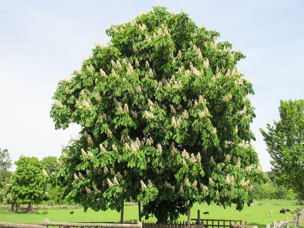 how to grow chestnut