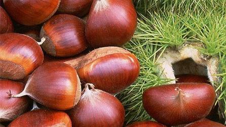 chestnut how to grow