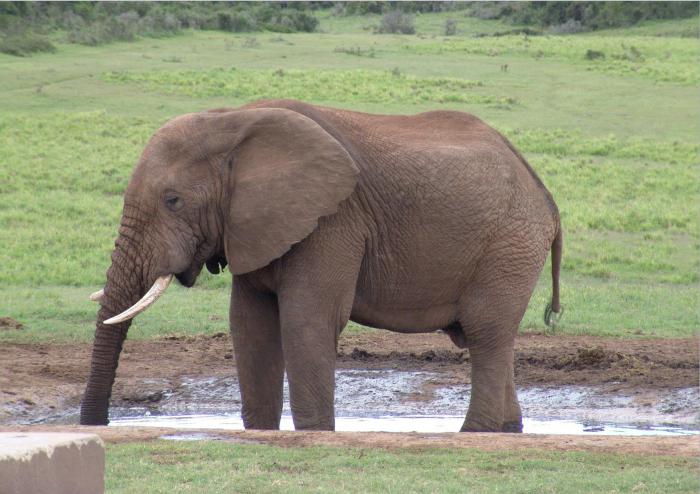 які слон без носа адказы