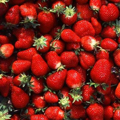 die Anpflanzung von Erdbeeren im Herbst-Dünger