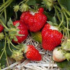 秋肥料用于草莓