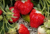 El papel que juega el fertilizante para las fresas en el otoño?