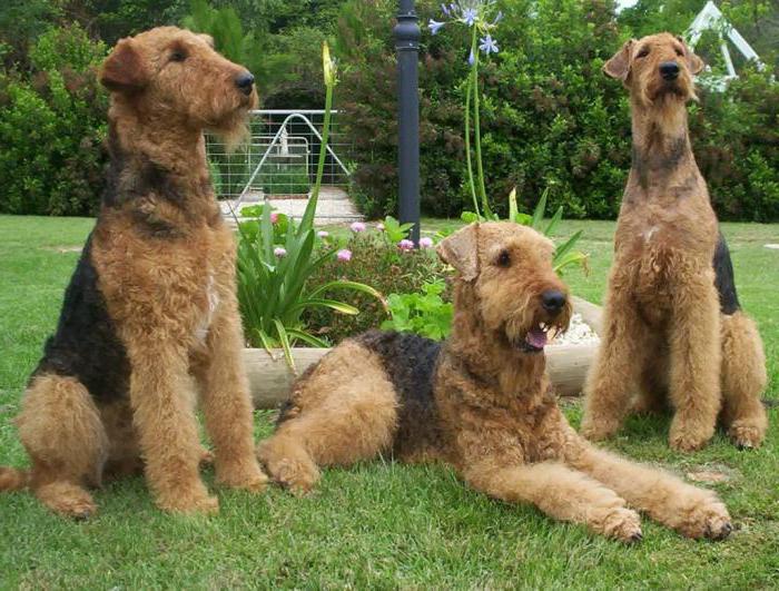 description of the breed Airedale