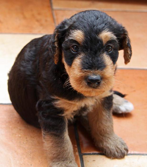 Airedale Terrier description of breed