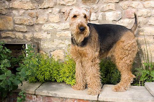 Airedale Terrier description of breed character