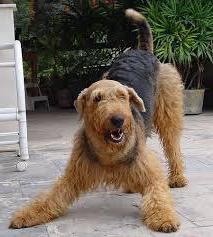 description of dog breed Airedale