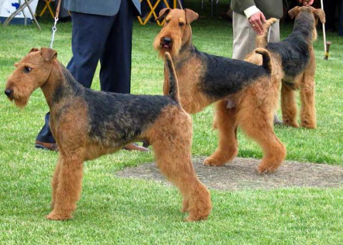 feature and description of the breed Airedale