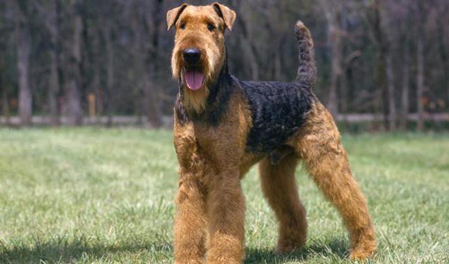description of the breed the Airedale Terrier photo