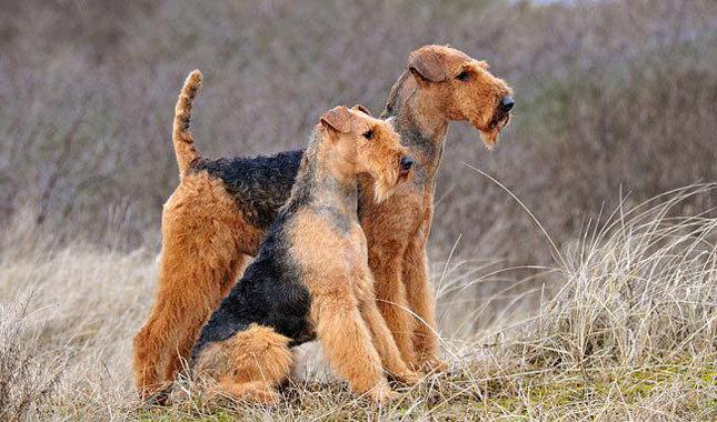 description of the breed Airedale content