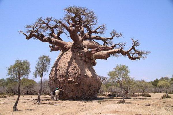 an unusual tree