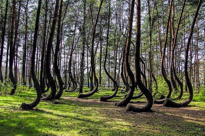 ungewöhnliche Bäume der Welt-Foto