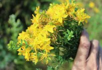 How to prepare St. John's wort oil at home?