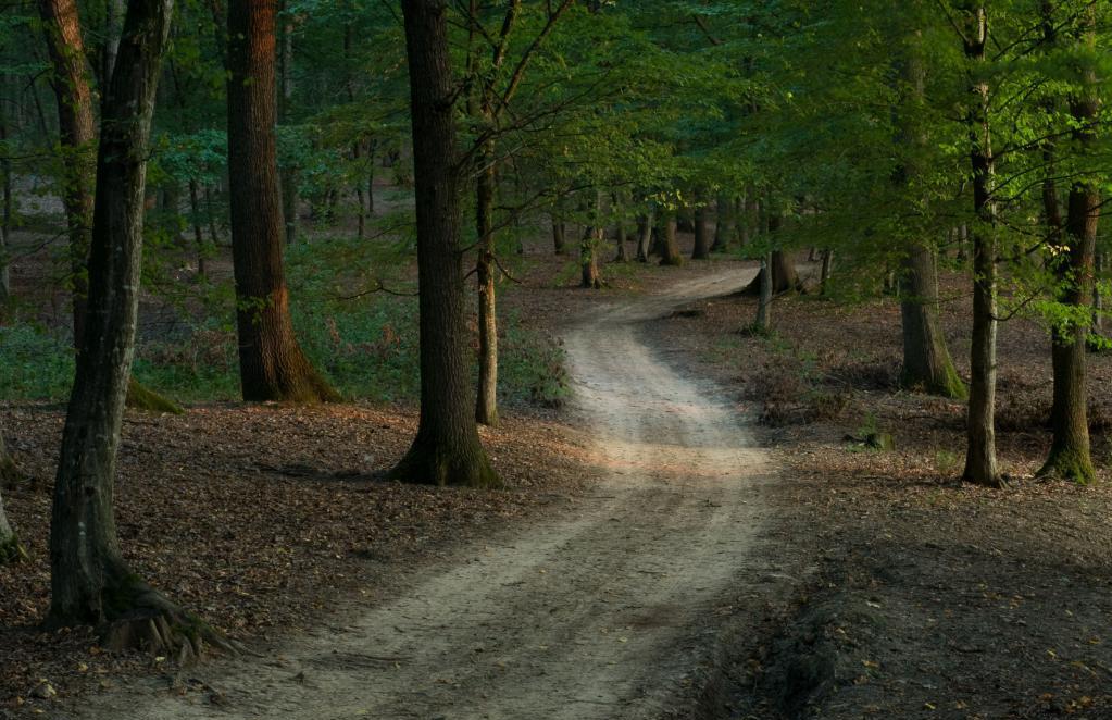 el Bosque el sendero