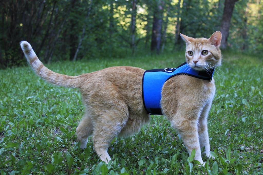 leash harness for cats