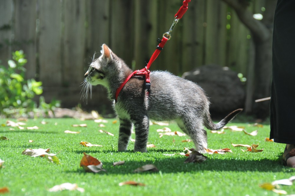 kitty on a leash