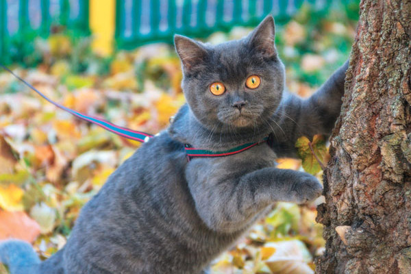 a cat on a leash photo