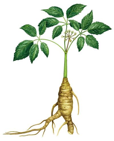 Adaptogens植物の起源