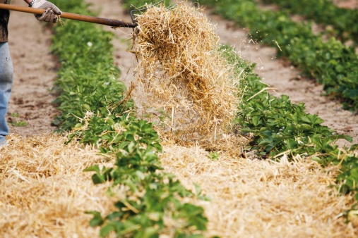 Mulching strawberries