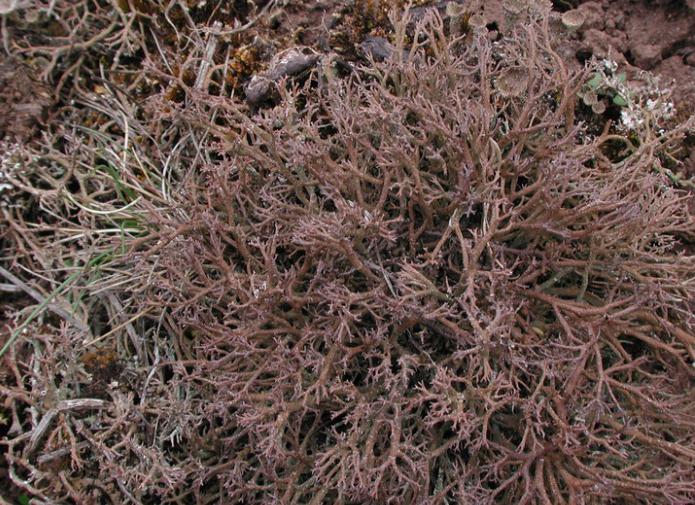 Iceland moss medicinal properties reviews
