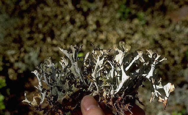  Iceland moss medicinal properties children