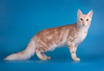 Ангорская котка: фота, апісанне пароды, характар