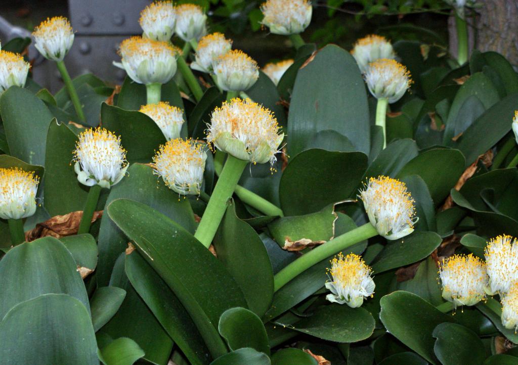 Гемантус - цветковое луковичное la planta