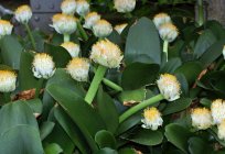 Doniczkowe cebulowe rośliny: zdjęcia i nazwy