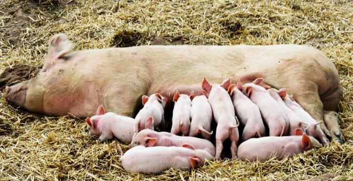случка de los cerdos después de la jaula de maternidad