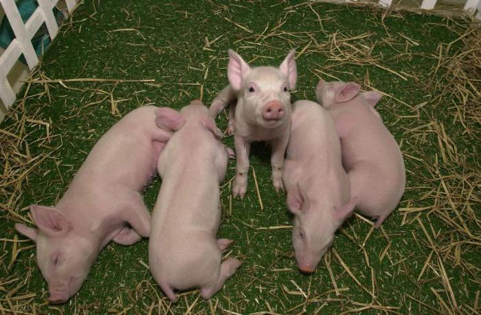 вік парування свиней