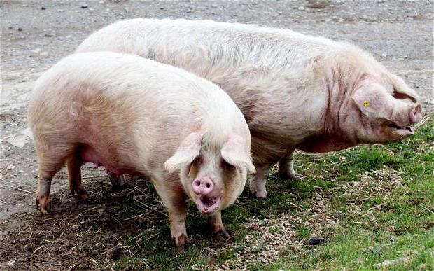 first mating pigs