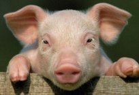 Як відбувається злучка свиней?