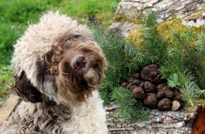 truffle mushroom in Ukraine where it grows