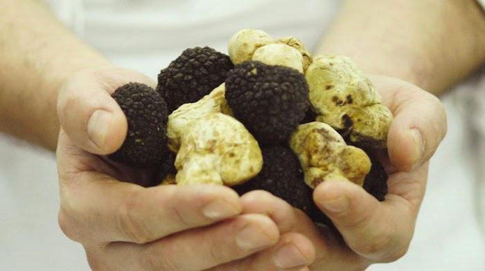 el hongo de la trufa en ucrania, donde crece la foto