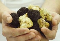 Those protected places, where a growing mushroom truffle in Ukraine