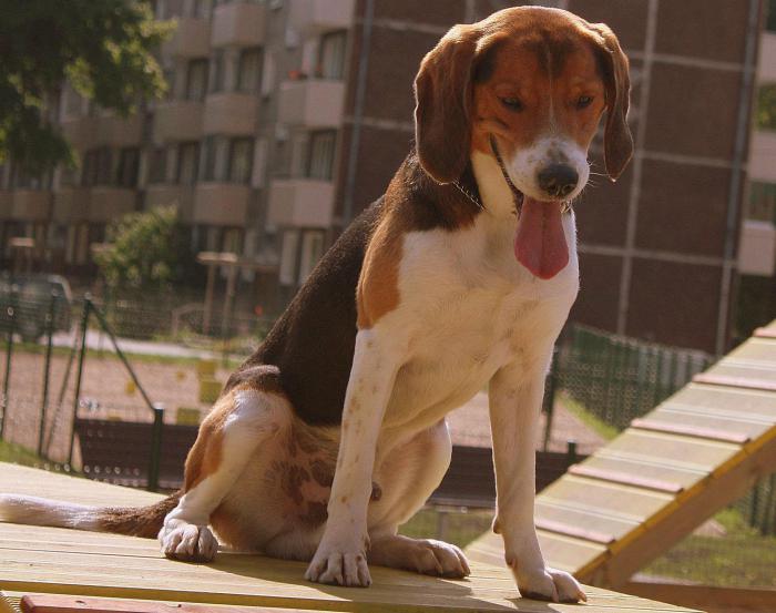 dogs estonian hound