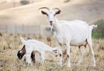 山羊的乳期间母乳喂养及其有益性